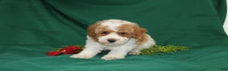 Miniature Poodle dogs for sale: Olaf - Ad 1