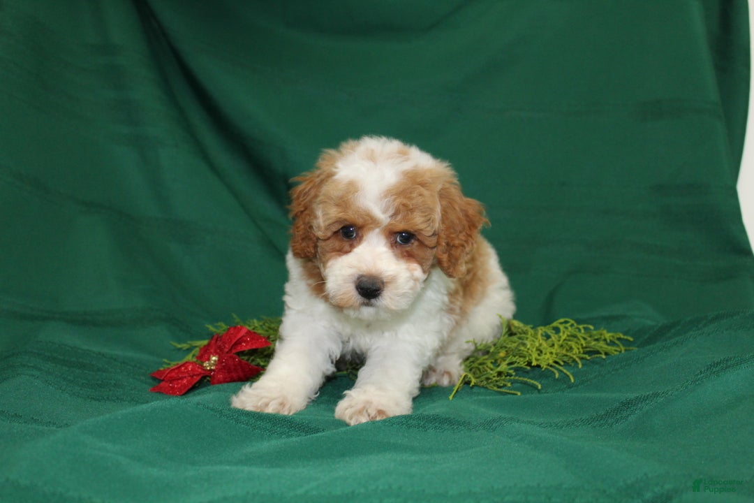 Miniature Poodle dogs for sale: Olaf - Ad 1