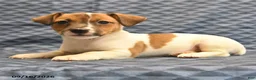 Jack Russell Terrier dogs for sale: Riley - Ad 3