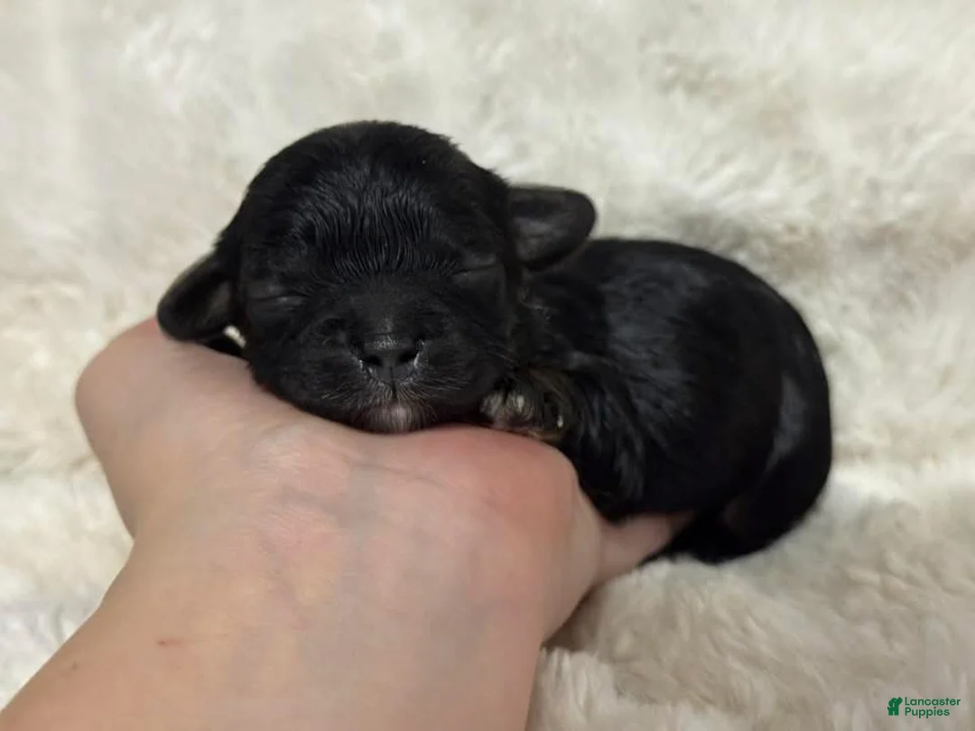 Cavapoo dogs for sale: Cavapoo Puppy 5 - Ad 1