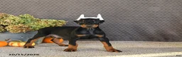 Doberman Pinscher dogs for sale: Nex - Ad 3