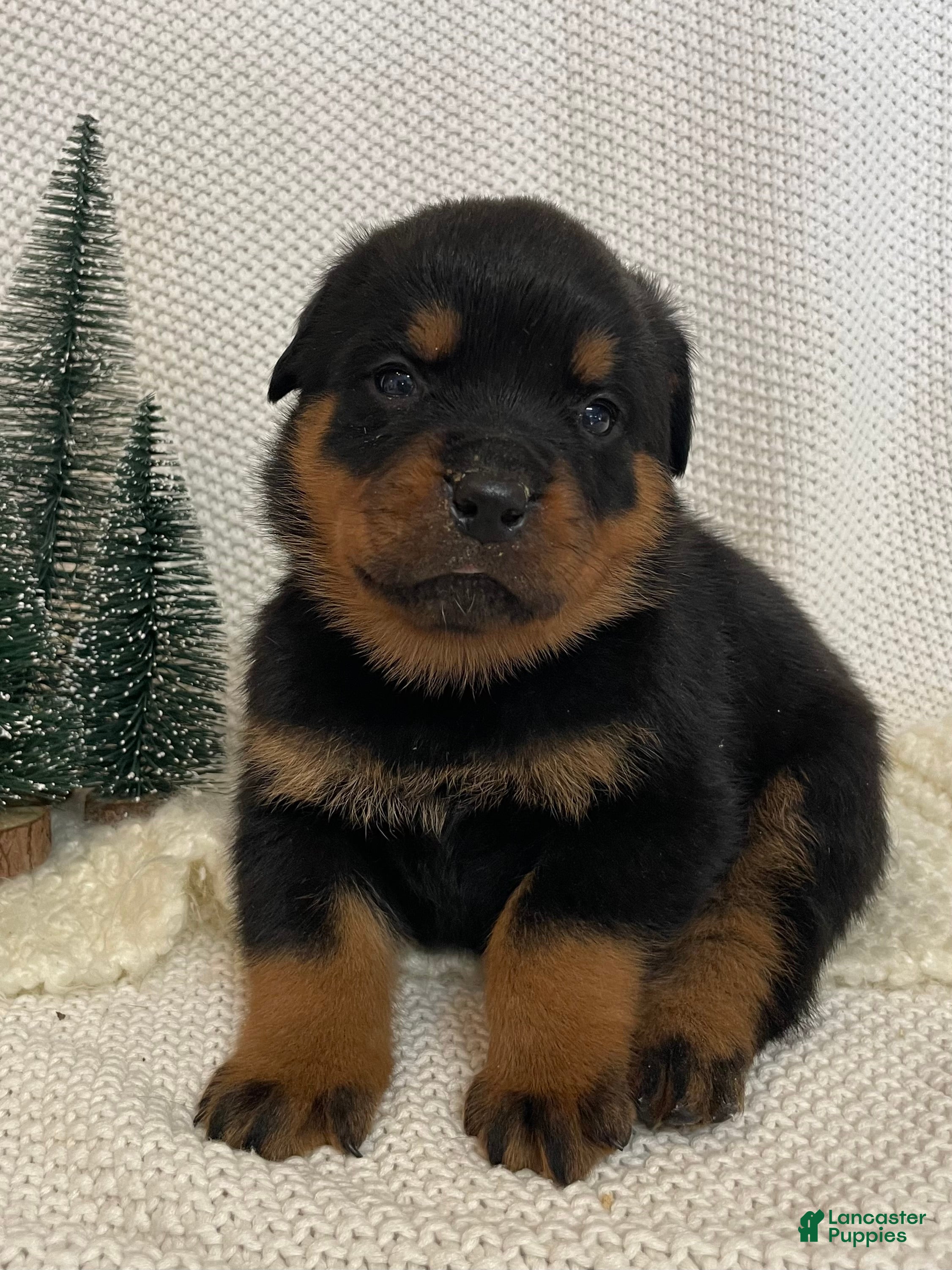 Rottweiler dogs Mr Brown - Ad 7