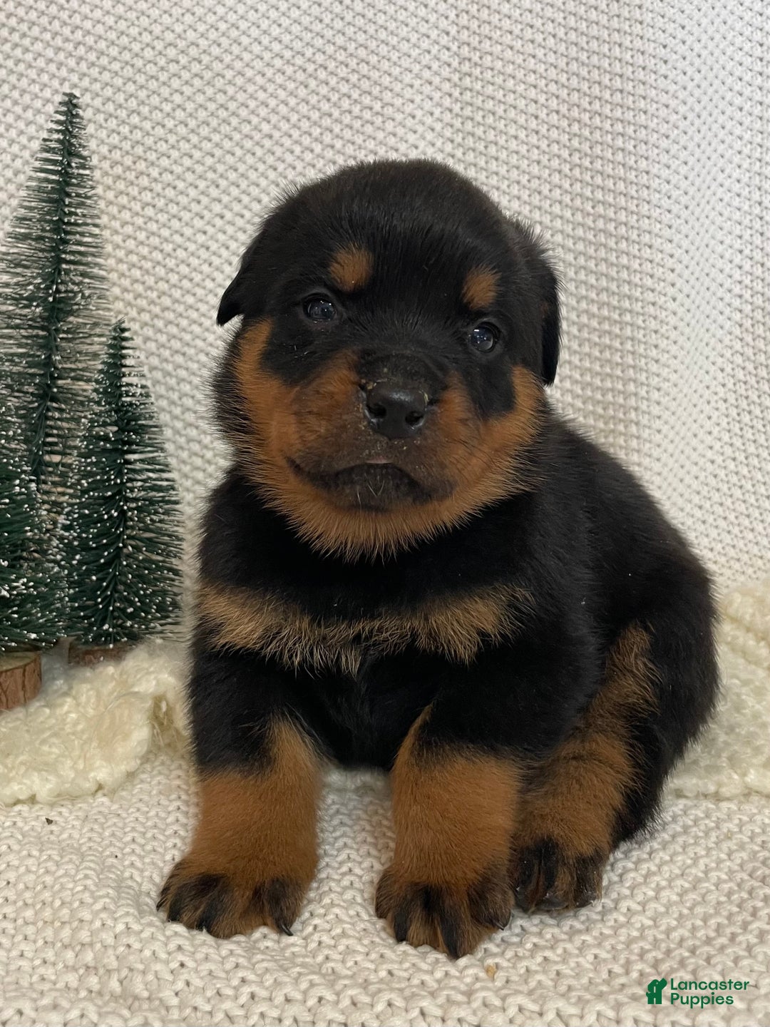 Rottweiler dogs for sale: Mr Brown - Ad 1