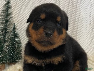 Rottweiler dogs Mr Brown - Ad 40