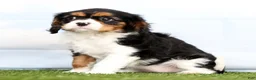 Cavalier King Charles Spaniel dogs for sale: Penny - Ad 3