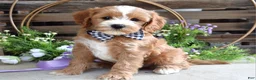 Cavapoo dogs for sale: Corbin - Ad 2