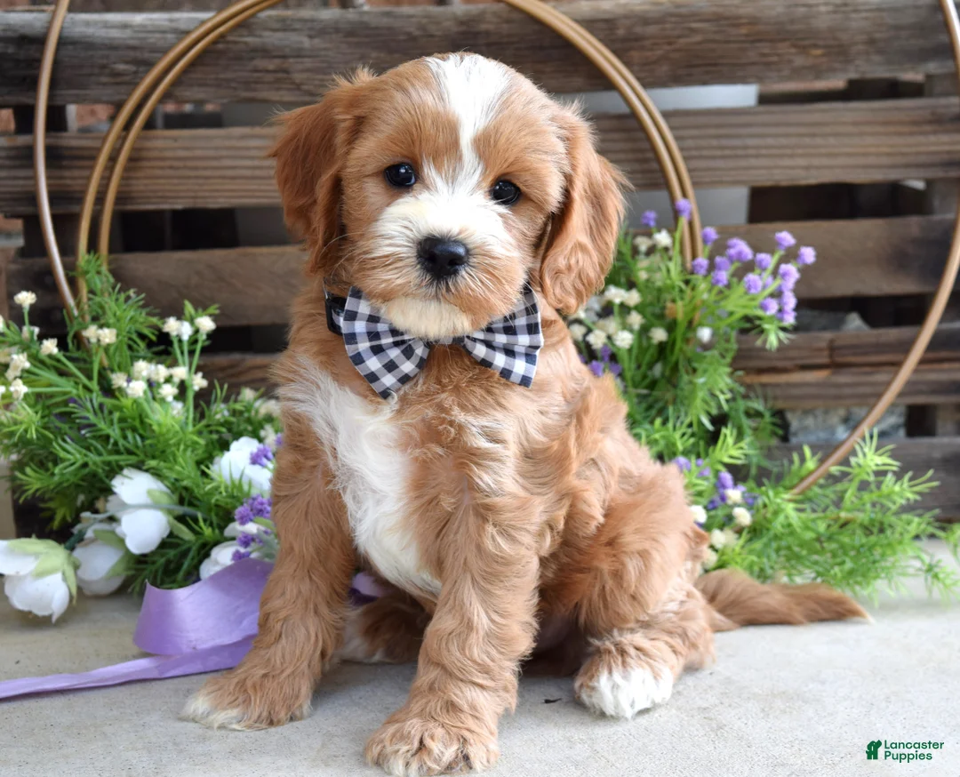 Cavapoo dogs for sale: Corbin - Ad 2