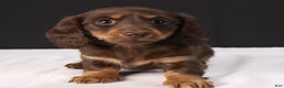 Dachshund dogs for sale: Lilly - Ad 8