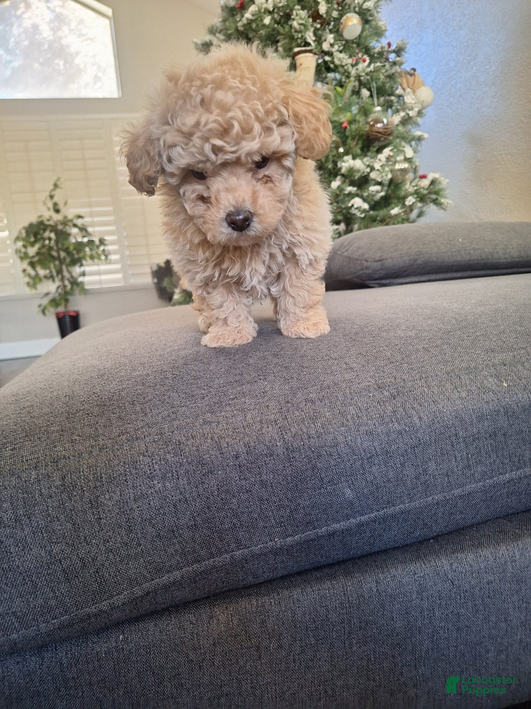 Toy Poodle dogs for sale: El Guero - Ad 4