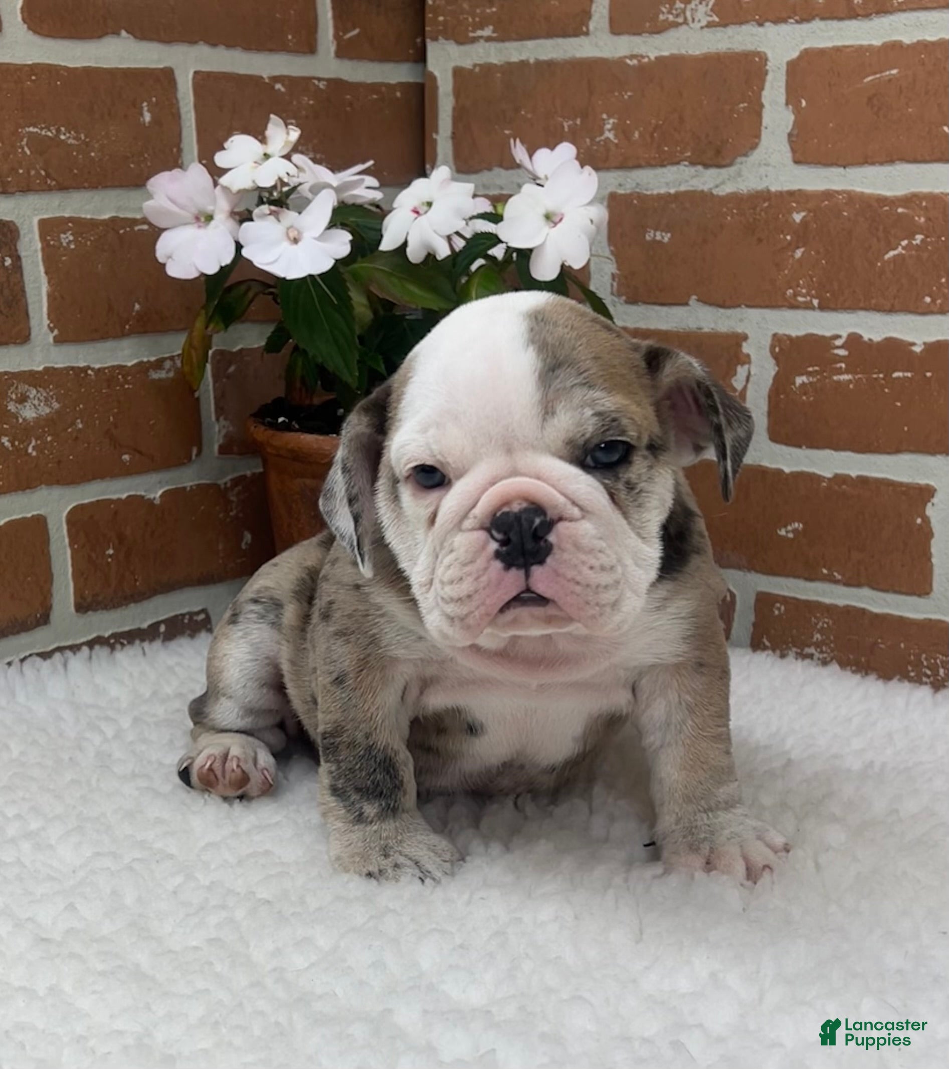 English Bulldog dogs Teresa - Ad 1