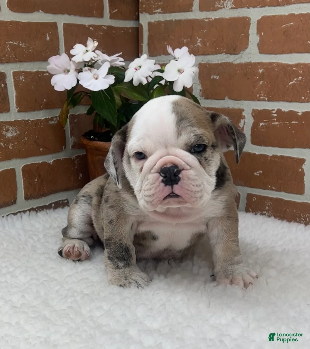 English Bulldog dogs for sale: Teresa - Ad 1
