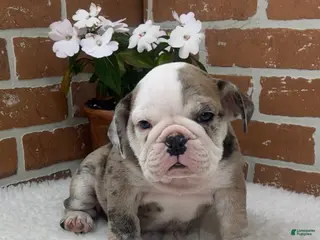 English Bulldog dogs for sale: Teresa - Ad 1