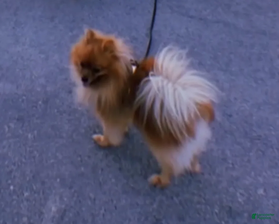 Pomeranian dogs for sale: Pomeranian 2 - Ad 2