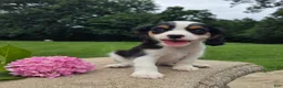 Cavalier King Charles Spaniel dogs for sale: Lily - Ad 1