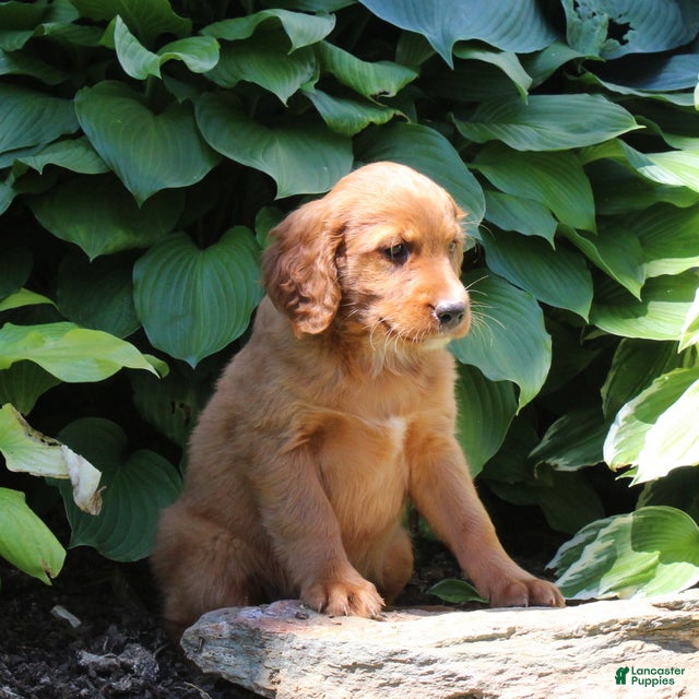Irish Doodle dogs Regina - Ad 2