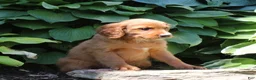 Irish Doodle dogs for sale: Regina - Ad 2