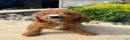 Cavapoo dogs for sale: Buddy - Ad 5