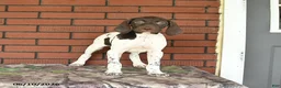 German Shorthaired Pointer dogs for sale: Ginger - Ad 4