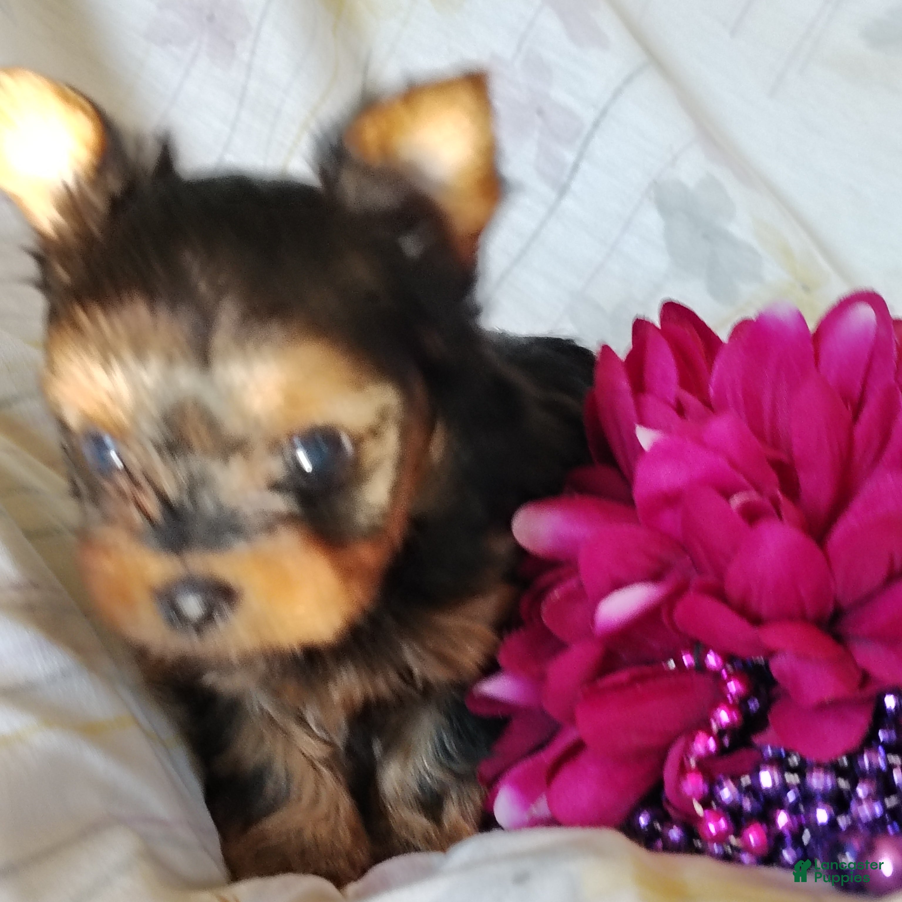 Yorkshire Terrier dogs Anna - Ad 2
