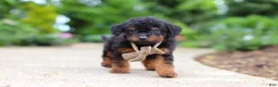 Cavapoo dogs for sale: Ash - Ad 4