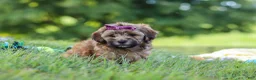 Yorkiepoo dogs for sale: Posie - Ad 6