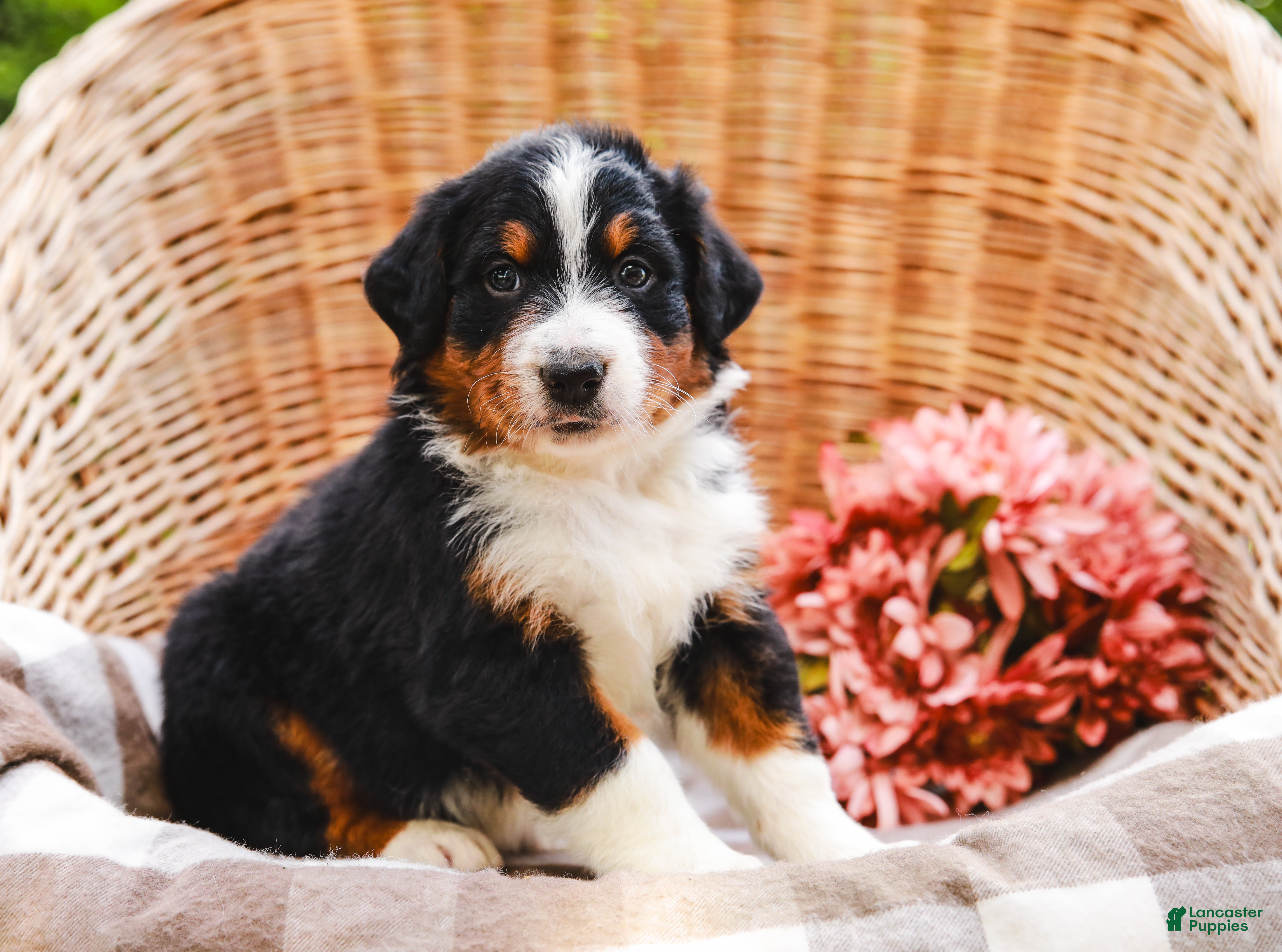 Aussiedoodle dogs Romeo Standard Sized - Ad 1