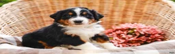 Aussiedoodle dogs for sale: Romeo Standard Sized - Ad 1
