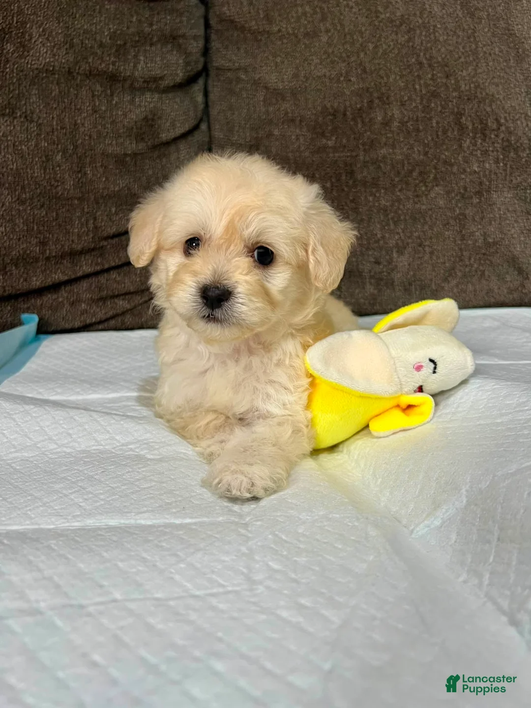 Maltipoo dogs for sale: Roy - Ad 3