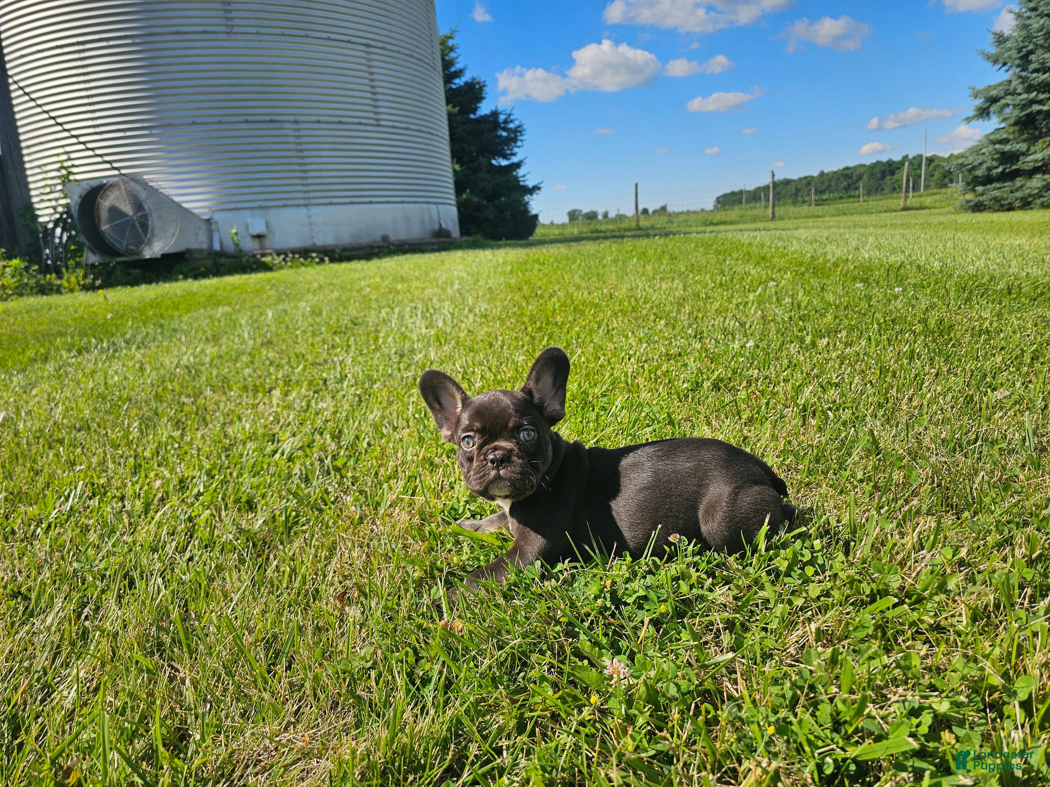 French Bulldog dogs Coco Girl - Ad 2
