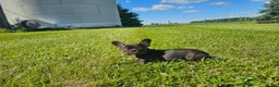French Bulldog dogs for sale: Coco Girl - Ad 2