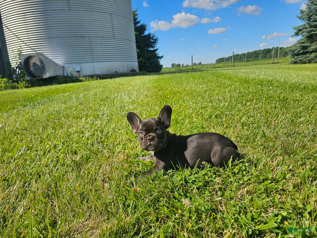 French Bulldog dogs for sale: Coco Girl - Ad 2