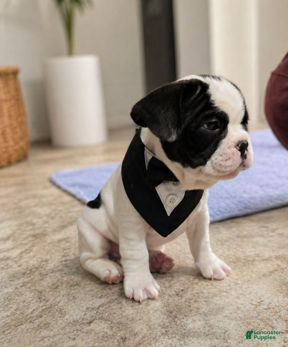 French Bulldog dogs Rare Black & White Male - Ad 2