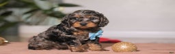 Cockapoo dogs for sale: Biscuit - Ad 3