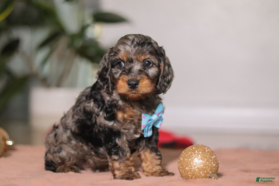 Cockapoo dogs for sale: Biscuit - Ad 3