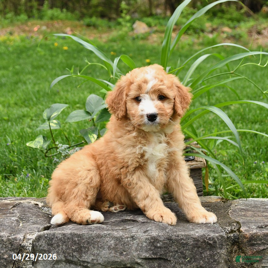 Mini Bernedoodle dogs for sale: Lila  - Ad 1