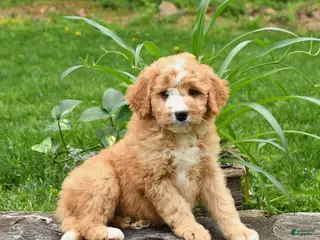 Mini Bernedoodle dogs for sale: Lila - Ad 1