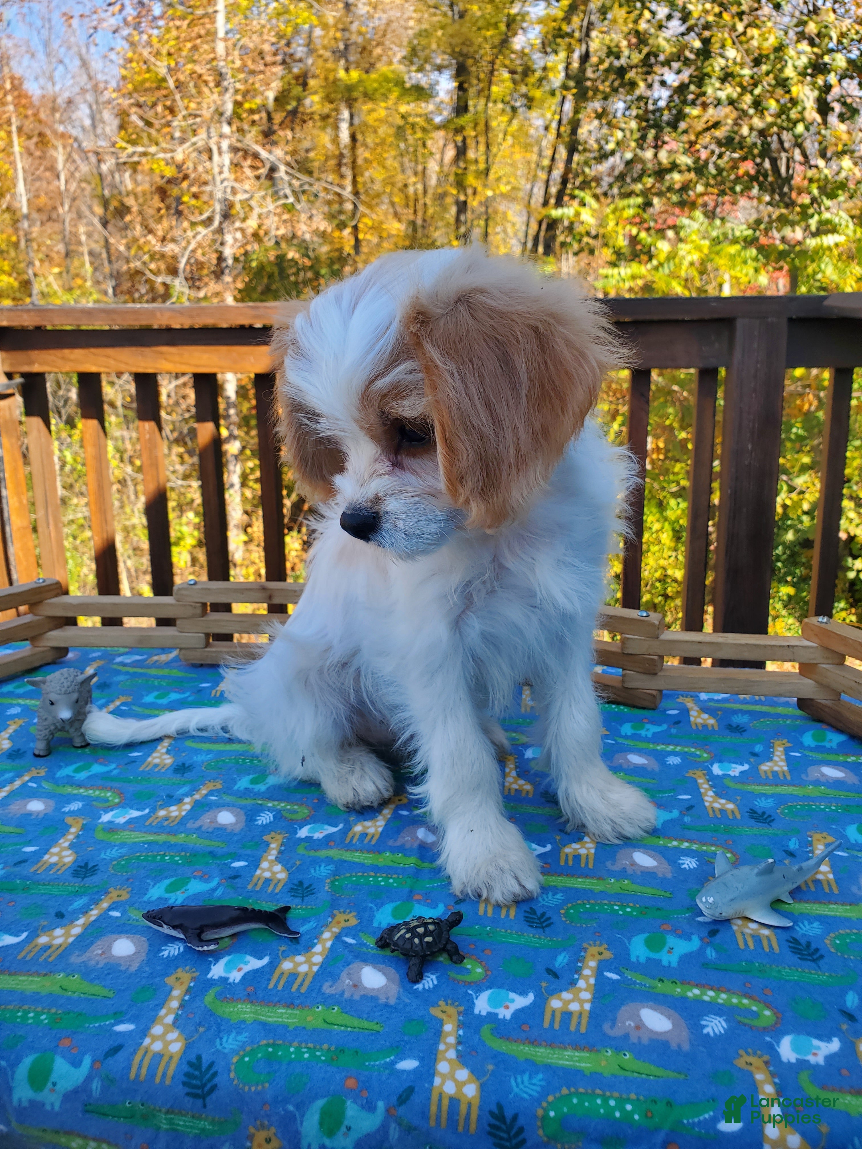 Cavachon dogs for sale: Blitz - Ad 2
