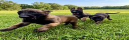 Belgian Malinois dogs for sale: Belgian Malinois 2 - Ad 7