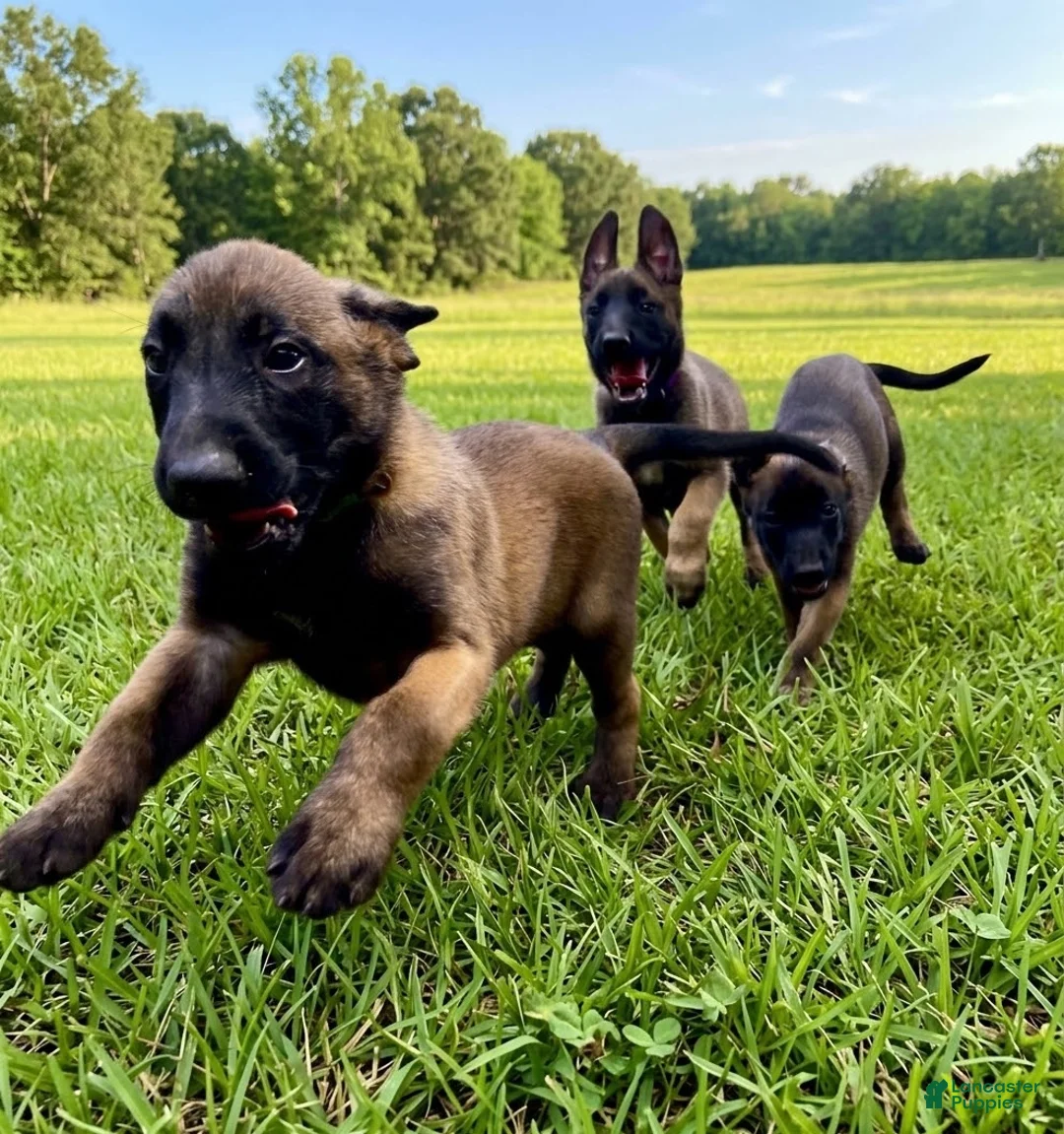 Belgian Malinois dogs for sale: Belgian Malinois 2 - Ad 7
