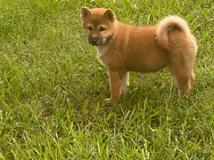 Shiba Inu dogs Shiba Inu Male - Ad 1
