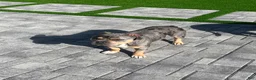 American Bully dogs for sale: American Bully 2 - Ad 5