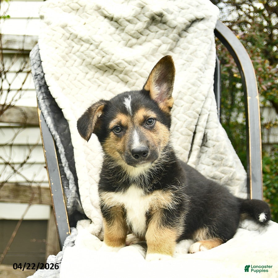 Mixed Breed dogs Pilot  - Ad 2