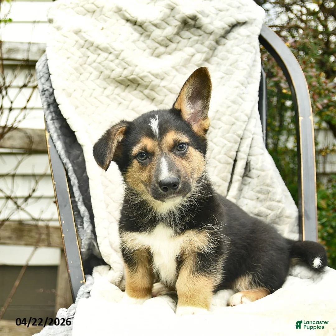 Mixed Breed dogs for sale: Pilot  - Ad 2