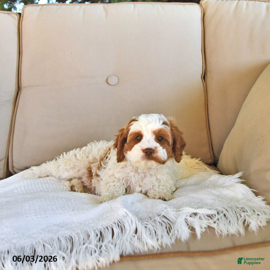 Cavapoo dogs for sale: Cooper - Ad 4