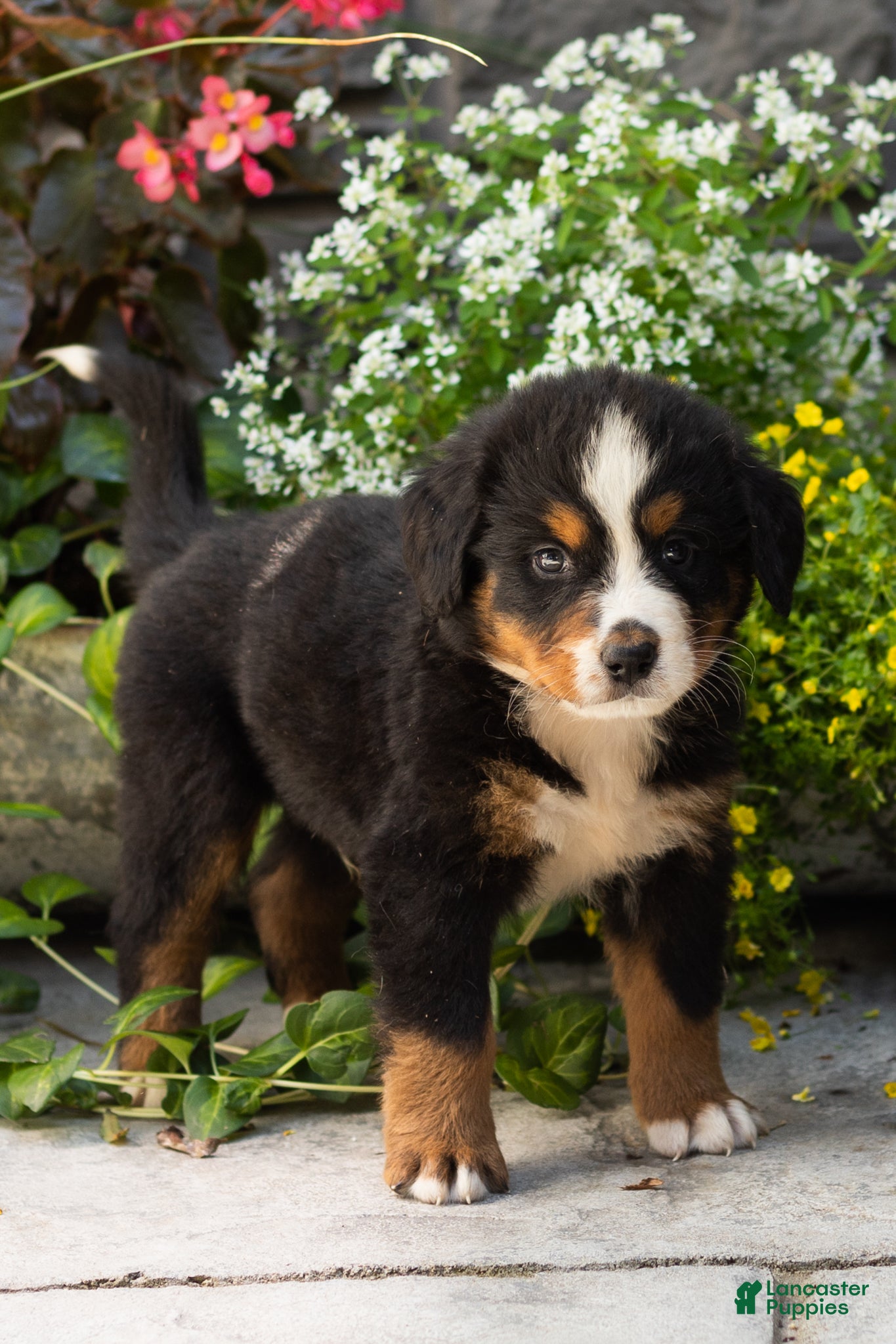 Bernese Mountain Dog dogs Marvel  - Ad 12