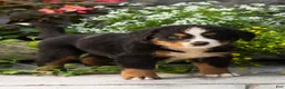 Bernese Mountain Dog dogs for sale: Marvel  - Ad 1