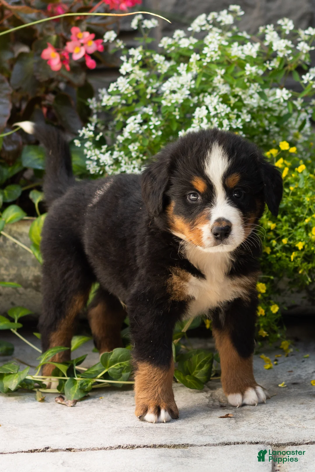 Bernese Mountain Dog dogs for sale: Marvel  - Ad 1