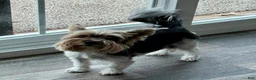 Biewer Terrier dogs for sale: Biewer Terrier Puppy 1 - Ad 15
