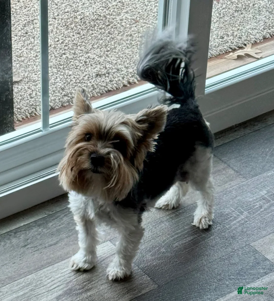 Biewer Terrier dogs for sale: Biewer Terrier Puppy 1 - Ad 15