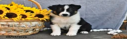 Australian Shepherd dogs for sale: Trixie - Ad 3